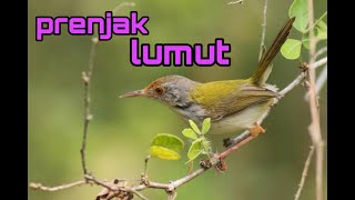 Download lagu Suara prenjak lumut betina untuk mancing jantan bunyi mp3