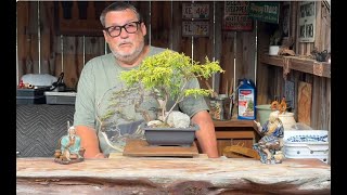 Slip Potting a Chinese elm and a Golden Chamaecyparis