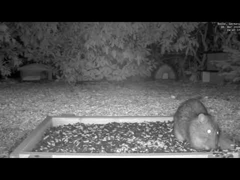 Close Call for Mr Rat 🐀🐈 ... Recke, Germany