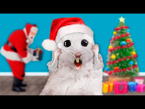 ???????? Christmas House - Hamster Maze with Traps ☠️[OBSTACLE COURSE]