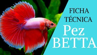 😱Características más comunes de los Peces BETTA🐠