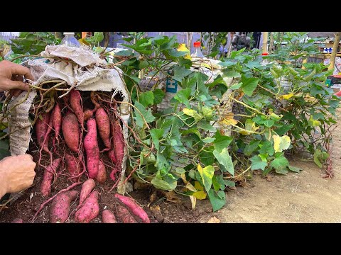 Why does growing sweet potato in a bag of soil have bigger tubers Here is the answer