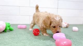 ハーフ犬の動画01