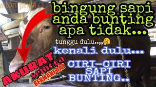 Download lagu ciri ciri sapi bunting 7bln || ib sapi mp3