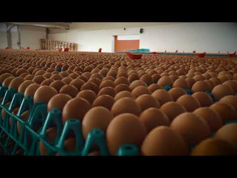 AMA Eier-Packstelle - Statikstik