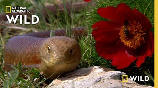 What's a Legless Lizard? | Serpents Surprise