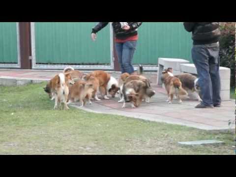 喜樂蒂和混吃的喜樂Q(原發表者:Kaiweng)(影片)