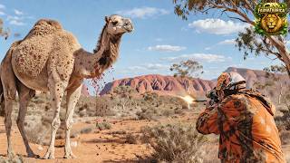 Isso passou dos limites: Até onde vão as caçadas mais perigosas de camelos na Austrália?