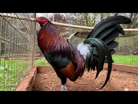 JIMMY EAST - Leiper cross