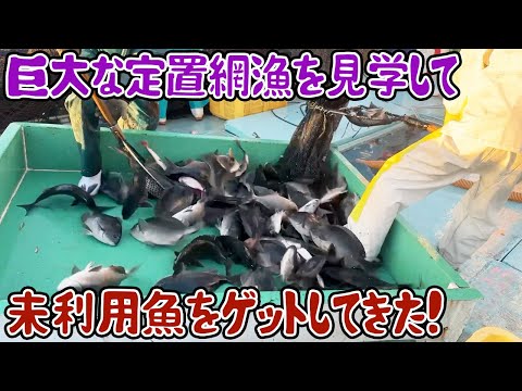 巨大な定置網漁を見学して未利用魚をゲットしてきた！