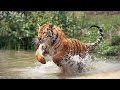 Beautiful World Wild Animals Petar Milinković Ashes Of Stars Short Film