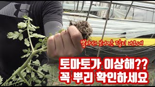 하우스 안에 제초제 피해가?? 그 원인을 알면 댓글로 알려주세요!!! 논산 충대농약사에서 소정의 선물을 드립…