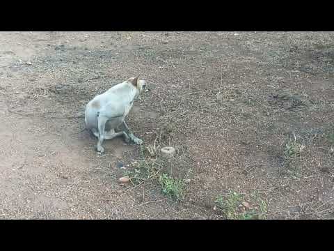 Kosana kosana Om Veekshith Kosana kosana Om Veekshith