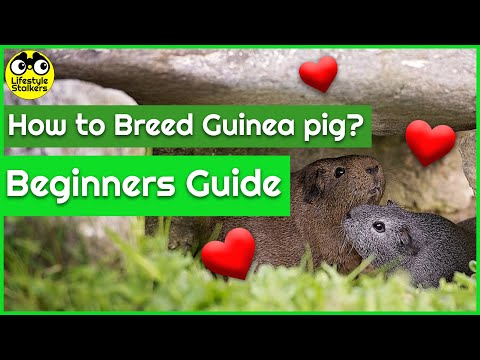 , title : 'How to Breed Guinea Pigs (Beginner)'