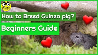 How to Breed Guinea Pigs (Beginner)