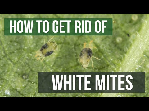 , title : 'How to Get Rid of White Mites (4 Easy Steps)'