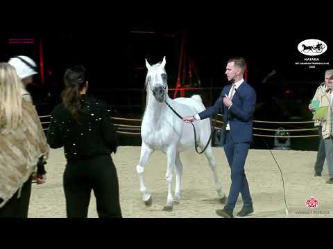 N 214 ASEEL AL JASSASIYA   Katara Int  Arabian Peninsula Horse Show 2022   Stallions 4 to 6 Years Ol