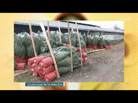 Est-il possible de planter en terre son sapin de Noël après les fêtes ?