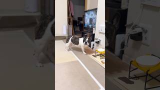 安全が第一なフレブル