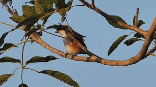 Download lagu Burung Cekakak Ekor Panjang Terlihat di Lorong Halus, Singapura mp3 Download lagu Burung Cekakak Ekor Panjang Terlihat di Lorong Halus, Singapura mp3