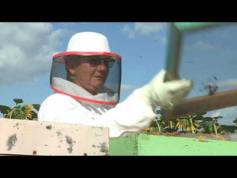 Boja meda ep. 72 23.07.2019. Suncokretov med. američka trulež legla