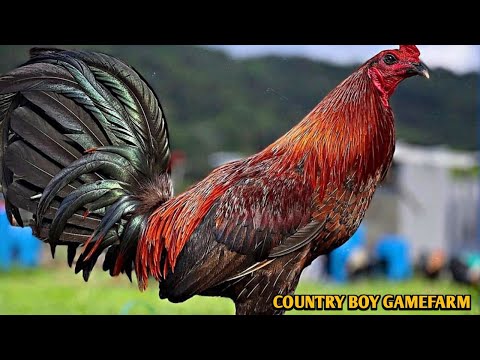 Country Boy Gamefarm - Hawaii 🐓💥💥