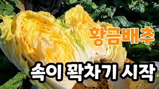 황금배추 속이 꽉차기 시작 황금절임배추