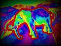 Nektar - Nelly The Elephant - Live at NEARfest 2002 (1080p)
