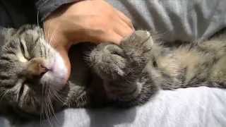 Sushi_The_Cat: Les Feuilles Mortes ( with Lisa Ono)