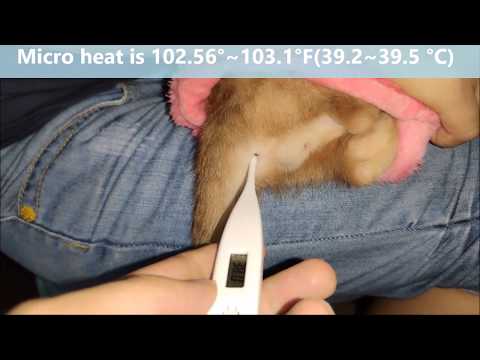 The best way measuring body temperature for kitty,easy and do no harm.