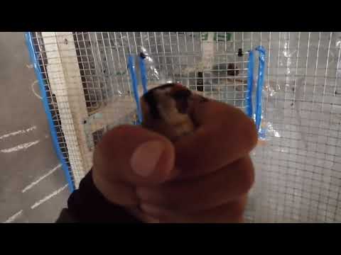 Новый вольер для певчих птиц!!! Щеглов, чижей, и тд!!!