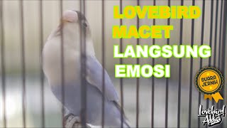 Download lagu Pancingan Terapi Lovebird Memanggil Lawan Disertai Ngetik Ngekek Panjang Bikin Lovebird Bahan Emosi mp3 Download lagu Pancingan Terapi Lovebird Memanggil Lawan Disertai Ngetik Ngekek Panjang Bikin Lovebird Bahan Emosi mp3
