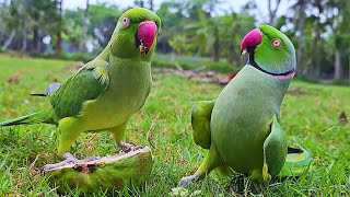 indian Ringneck Parrot Talking and Eating Guava