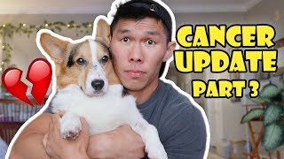 Update on My Corgi's Cancer Treatment Part 3 || Life After College: Ep. 745