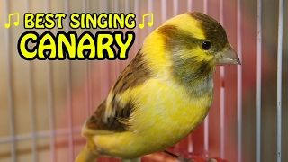 Download lagu Canary Singing birds sounds at its best Melodies C... mp3