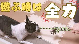 室内遊びは全力のフレブル