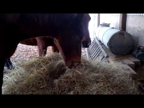 Le 8.12.2012 - Chut on mange !!!!!!