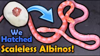 Albino Scaleless Corn Snakes Hatching!!