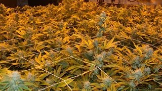 PIX OF THE CROP: 03.03.15