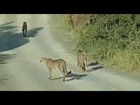 Family of Cheetah walking together - Mountain Zebra National Park