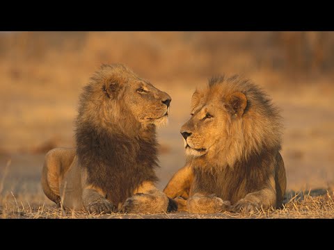 Lion Documentary - The Lion Brothers | Wild Planet
