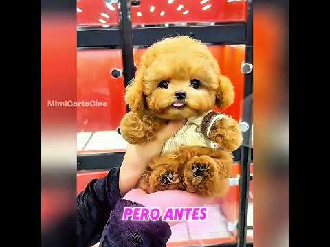 Al ver a un bebé tan pequeño, toda la familia se preocupó mucho 😟👶.#shorts #movie