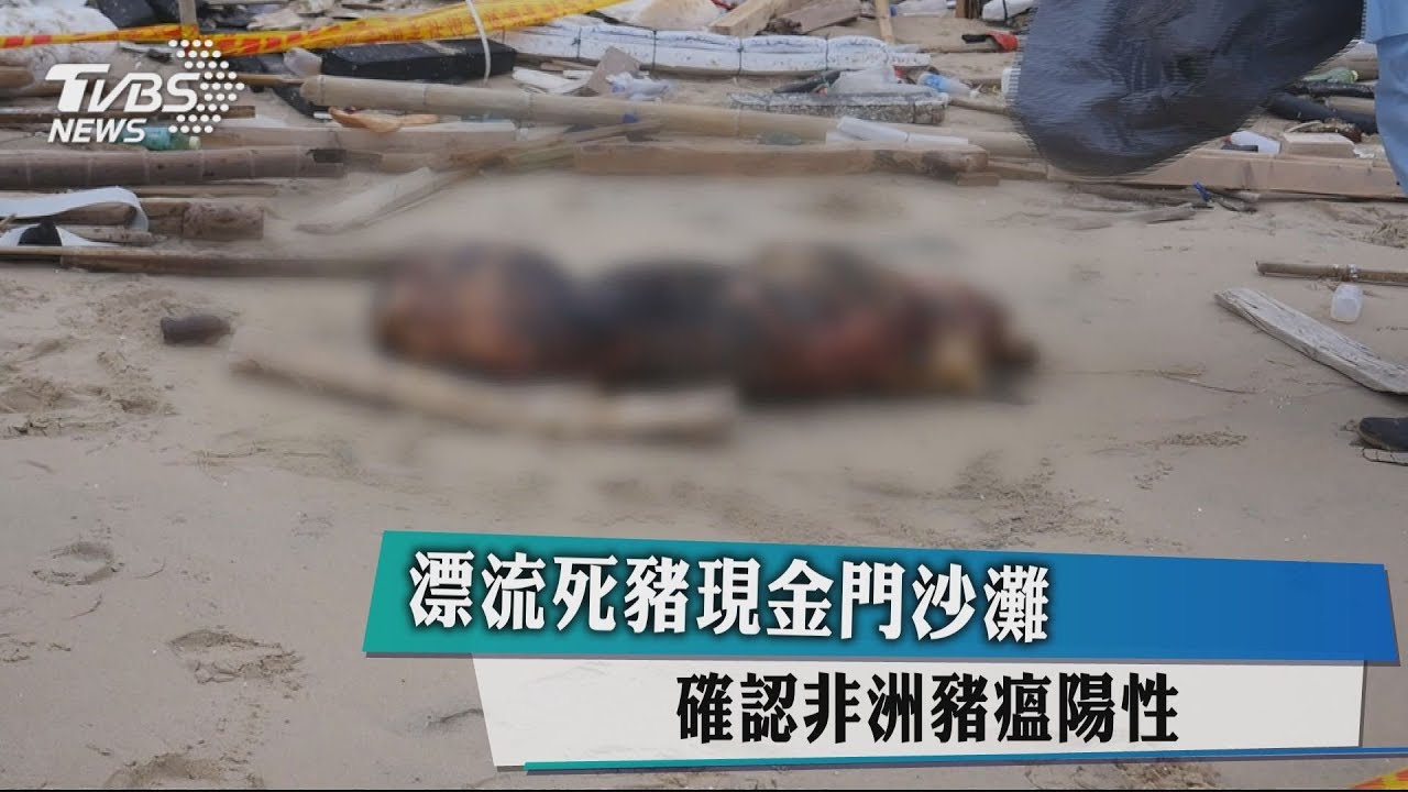 漂流死豬現金門沙灘 確認非洲豬瘟陽性