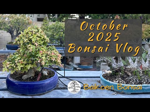 Baikoen Bonsai Vlog | October 2025 Update