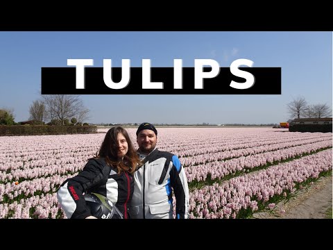 Visit the Tulips Fields in the Netherlands | The Dutch Bulb Region | Travel Short Motorcycle Trip HD