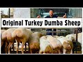 Jalal Dumba Farm Pure Turkey Dumbi Female Sheep Kids