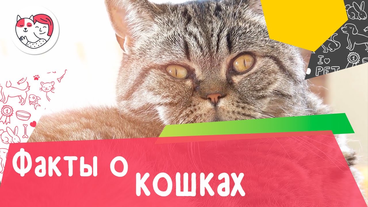 5 малоизвестных фактов о кошках