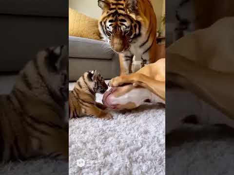 “Suddenly a Sweet Dog”  #animals #dog #dogs #puppy #pets