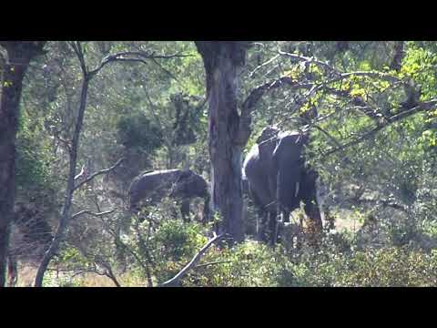 Djuma: breeding herd of elephants - 06/02/18