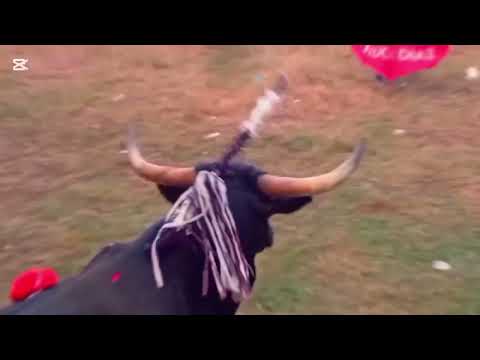 Corralejas en el alto del Rosario el 10 de octubre 2025 